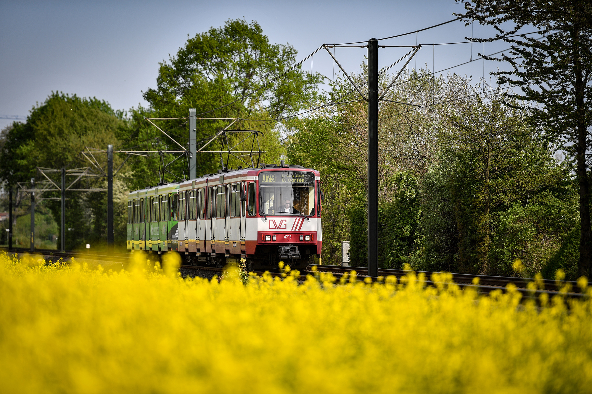 Stadtbahn der DVG fährt durch Rapsfeld in grüner Landschaft